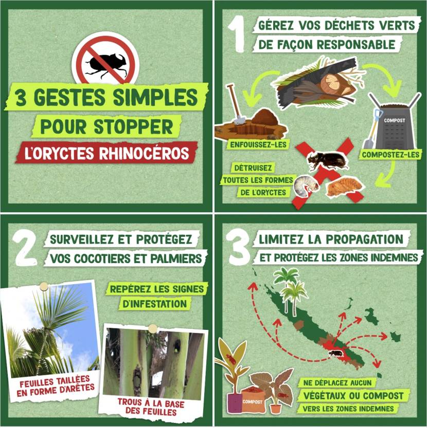 gestes simples lutte oryctes
